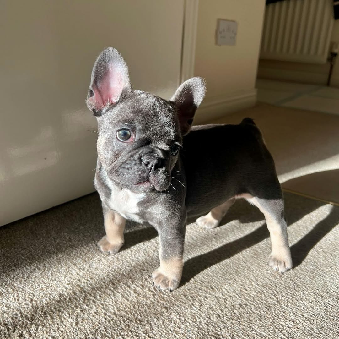 Kaya pup bij Engel Pups